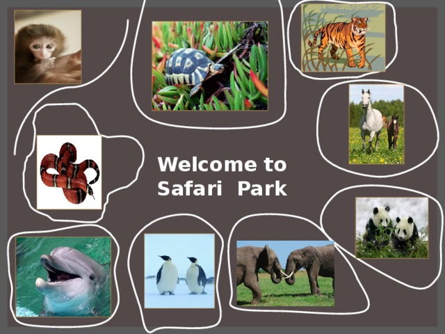 Welcome to Safari Park