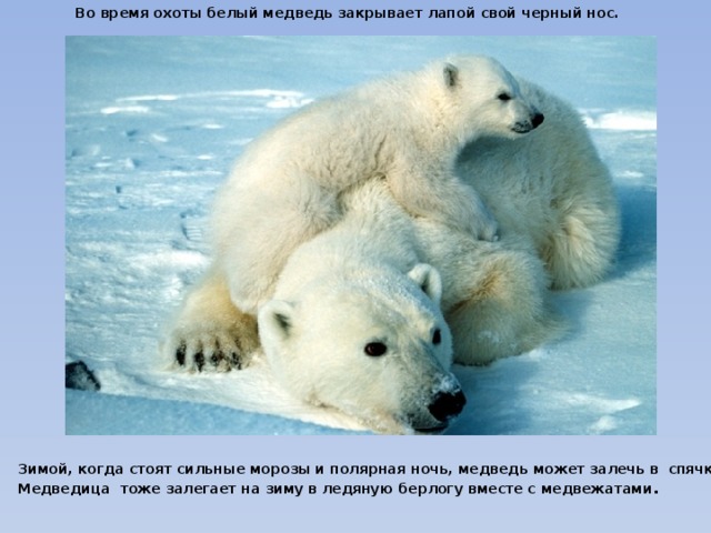 Во время охоты белый медведь закрывает лапой свой черный нос. Зимой, когда стоят сильные морозы и полярная ночь, медведь может залечь в  спячку. Медведица  тоже залегает на зиму в ледяную берлогу вместе с медвежатами .  