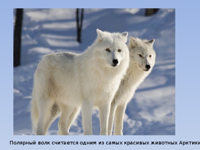 Полярный волк считается одним из самых красивых животных Арктики.