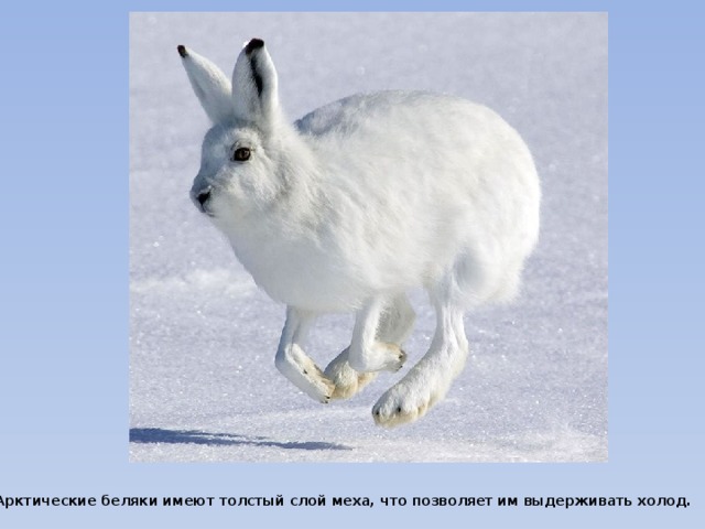 Арктические беляки имеют толстый слой меха, что позволяет им выдерживать холод.
