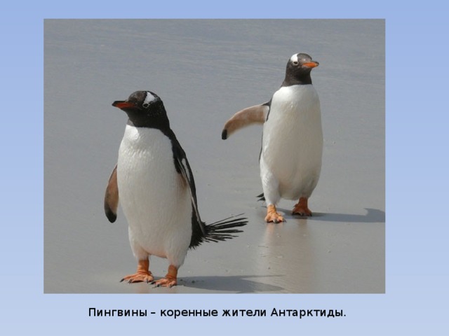 Пингвины – коренные жители Антарктиды.