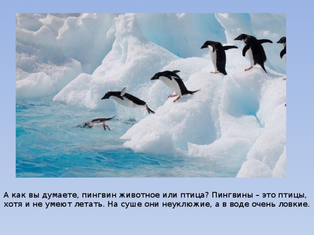 А как вы думаете, пингвин животное или птица? Пингвины – это птицы, хотя и не умеют летать. На суше они неуклюжие, а в воде очень ловкие.