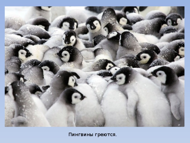 Пингвины греются.