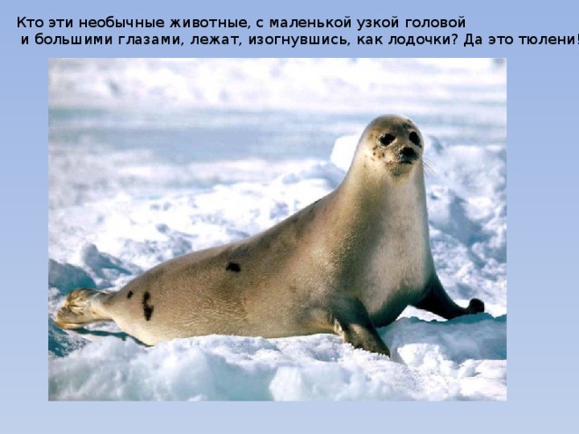 Кто эти необычные животные, с маленькой узкой головой  и большими глазами, лежат, изогнувшись, как лодочки? Да это тюлени!