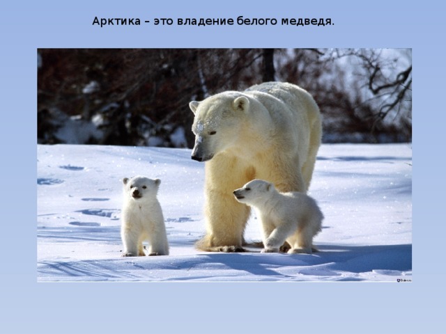 Арктика – это владение белого медведя.