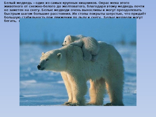 Белый медведь – один из самых крупных хищников. Окрас меха этого животного от снежно-белого до желтоватого, благодаря этому медведь почти не заметен на снегу. Белые медведи очень выносливы и могут преодолевать быстрым шагом большие расстояния. Их стопы покрыты шерстью, что придаёт большую стабильность при движении по льду и снегу.  Белые медведи могут бегать,  но обычно они передвигаются пешком.