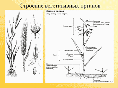 Рисунок схема зернового растения для 2 класса