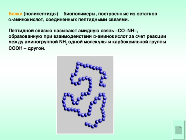 Белки (полипептиды)  биополимеры, построенные из остатков  -аминокислот, соединенных пептидными связями.  Пептидной связью называют амидную связь – CO – NH –, образованную при взаимодействии  -аминокислот за счет реакции между аминогруппой NH 2 одной молекулы и карбоксильной группы COOH – другой.