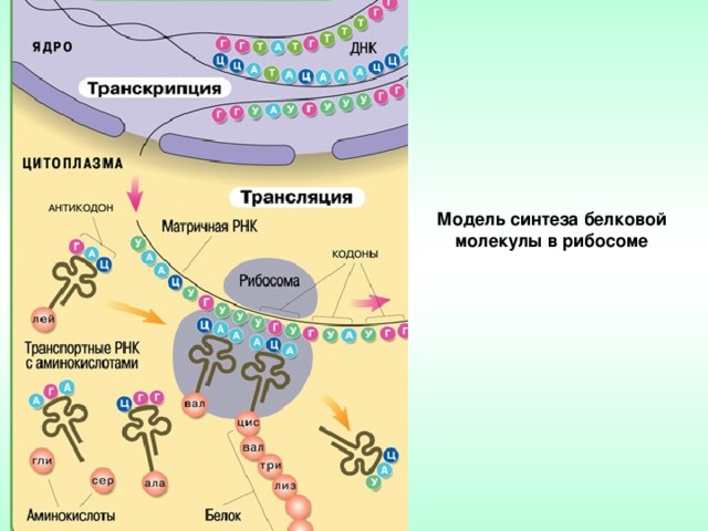 Модель синтеза белковой молекулы в рибосоме