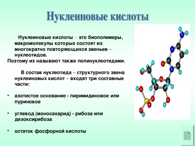 Нуклеиновые кислоты  это биополимеры, макромолекулы которых состоят из многократно повторяющихся звеньев  нуклеотидов. Поэтому их называют также полинуклеотидами.   В состав нуклеотида  структурного звена нуклеиновых кислот  входят три составные части:  азотистое основание - пиримидиновое или пуриновое  углевод (моносахарид) - рибоза или дезоксирибоза