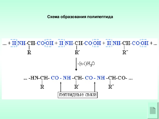 Схема образования полипептида