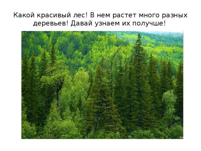 Какой красивый лес! В нем растет много разных деревьев! Давай узнаем их получше!