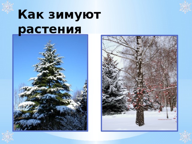 Как отличить зимний. Жизнь растений зимой презентация. Изменения в жизни растений зимой. Как зимуют растения. Растения зимой информация.