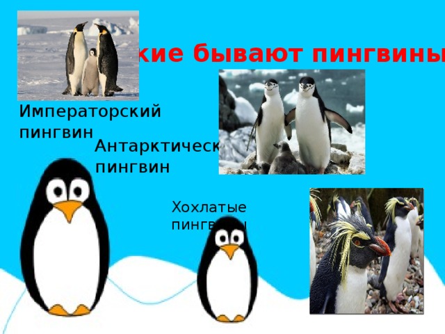У какого пингвина всегда есть действие. Презентация пингвины для дошкольников. Пингвин рассказ для детей. Информация о пингвинах. Интересные факты о пингвинах.