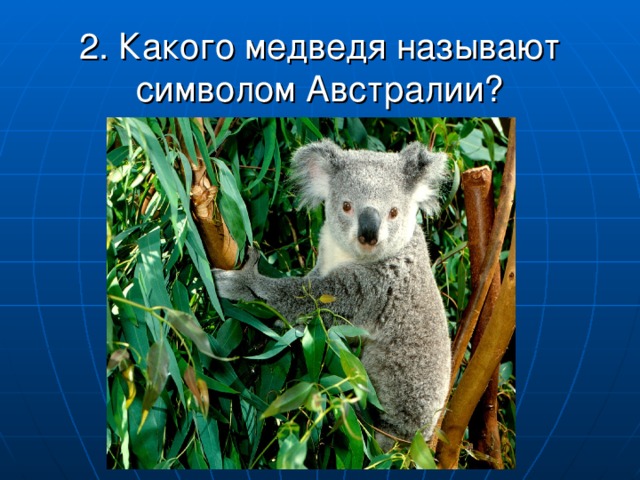 2. Какого медведя называют символом Австралии?