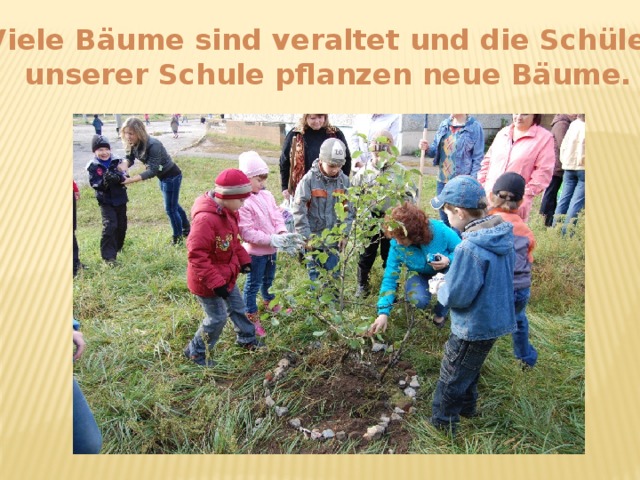 Viele Bäume sind veraltet und die Schüler unserer Schule pflanzen neue Bäume.