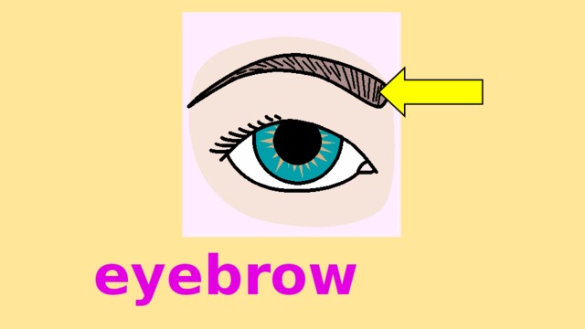 eyebrow