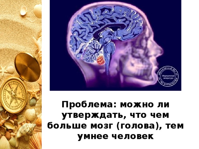 Проблема: можно ли утверждать, что чем больше мозг (голова), тем умнее человек