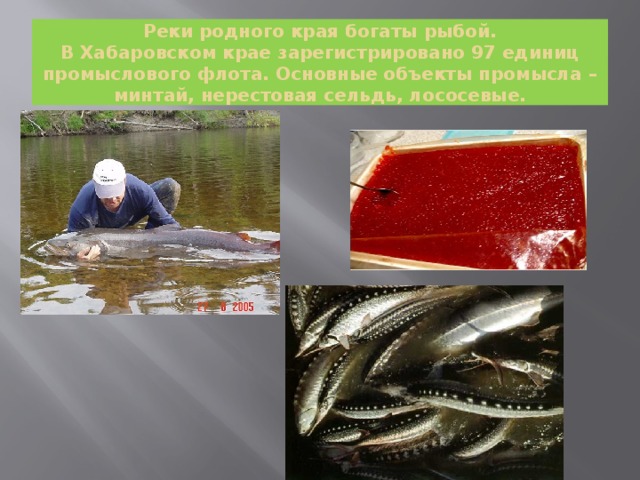 Реки родного края богаты рыбой.  В Хабаровском крае зарегистрировано 97 единиц промыслового флота. Основные объекты промысла – минтай, нерестовая сельдь, лососевые.