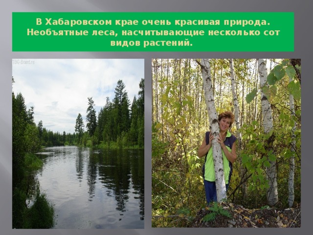 В Хабаровском крае очень красивая природа. Необъятные леса, насчитывающие несколько сот видов растений.