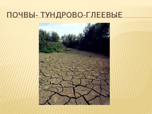 Почвы- тундрово-глеевые