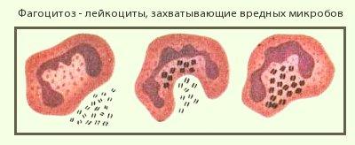 Фагоцитоз захват. Лейкоцит осуществляющий фагоцитоз. Фагоцитоз лейкоцитов схема. Лейкоцит осуществляющий фагоцитоз рисунок. Лейкоциты и фагоциты.
