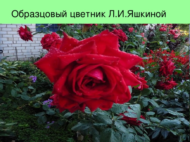 Образцовый цветник Л.И.Яшкиной