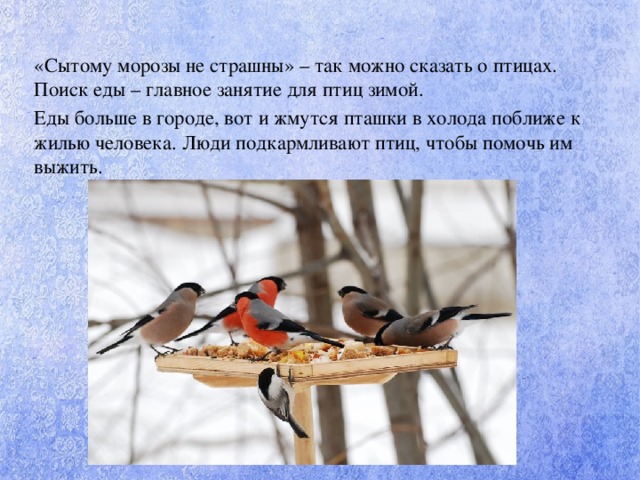 «Сытому морозы не страшны» – так можно сказать о птицах. Поиск еды – главное занятие для птиц зимой. Еды больше в городе, вот и жмутся пташки в холода поближе к жилью человека. Люди подкармливают птиц, чтобы помочь им выжить.