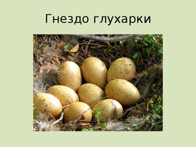 Гнездо глухарки