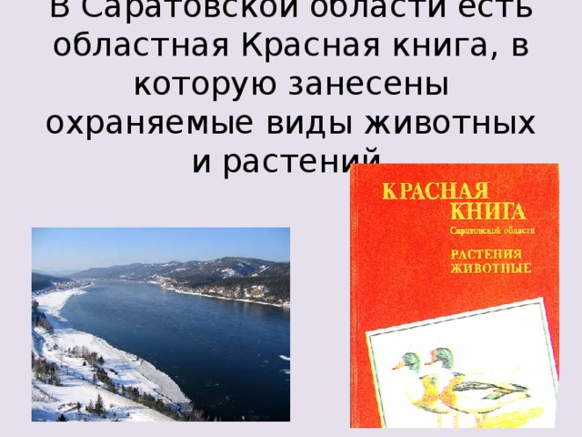 В Саратовской области есть областная Красная книга, в которую занесены охраняемые виды животных и растений.