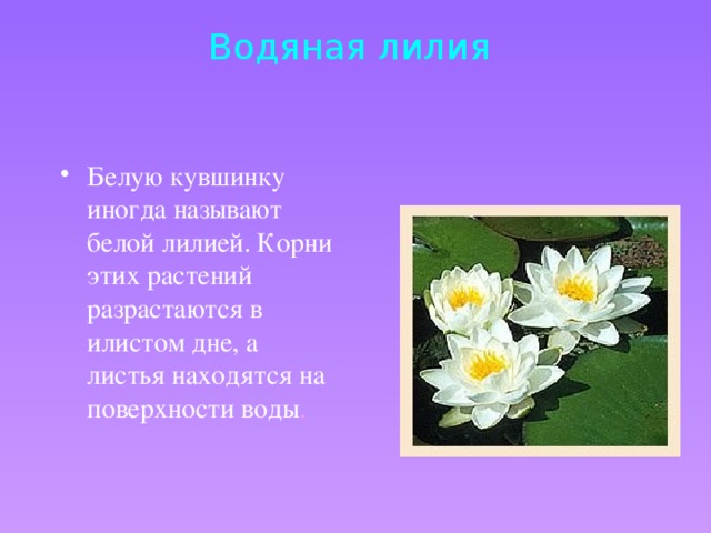 Водяная лилия