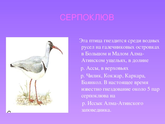 СЕРПОКЛЮВ  Эта птица гнездится среди водных русел на галечниковых островках в Большом и Малом Алма-Атинском ущельях, в долине  р. Ассы, в верховьях  р. Чилик, Кокжар, Каркара, Баянкол. В настоящее время известно гнездование около 5 пар серпоклюва на  р. Иссык Алма-Атинского заповедника.