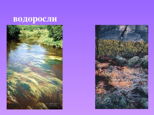 водоросли