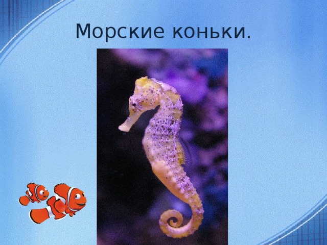 Морские коньки.