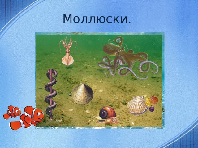 Моллюски. Морские звёзды