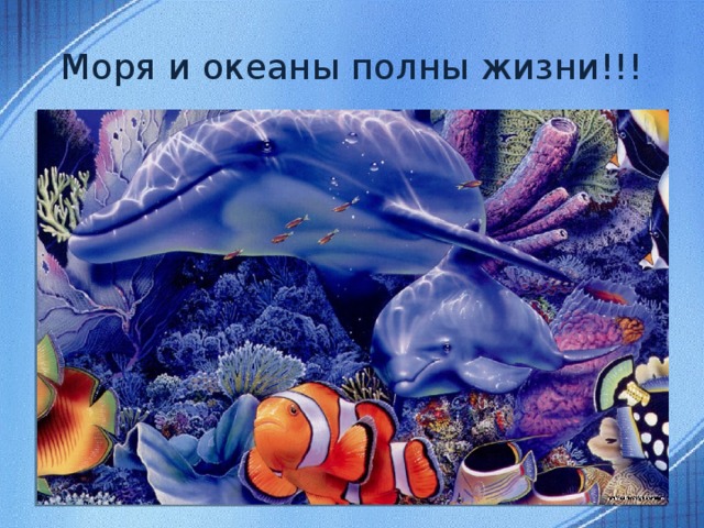 Моря и океаны полны жизни!!!