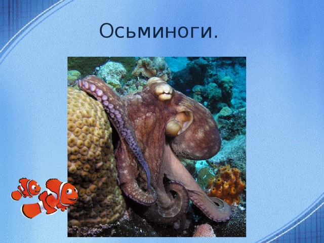 Осьминоги.