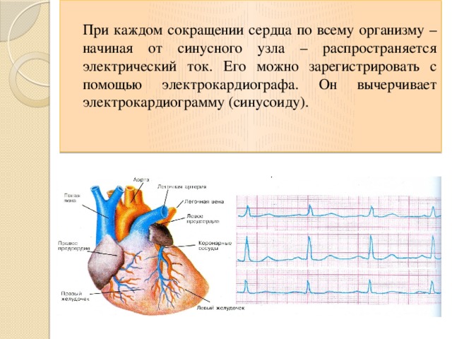 При каждом сокращении сердца по всему организму – начиная от синусного узла – распространяется электрический ток. Его можно зарегистрировать с помощью электрокардиографа. Он вычерчивает электрокардиограмму (синусоиду).  Давайте прислушаемся к биению своего сердца. Сердце – самостоятельный орган. Головной мозг управляет любой нашей мышцей, кроме сердечной. У нее есть собственный центр управления – синусный узел. При каждом сокращении сердца по всему организму – начиная от синусного узла (размером с просяное зерно)– распространяется электрический ток. Его можно зарегистрировать с помощью электрокардиографа. Он вычерчивает электрокардиограмму (синусоиду) 9