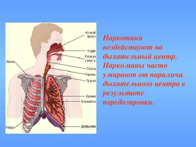 Наркотики воздействуют на дыхательный центр. Наркоманы часто умирают от паралича дыхательного центра в результате передозировки.