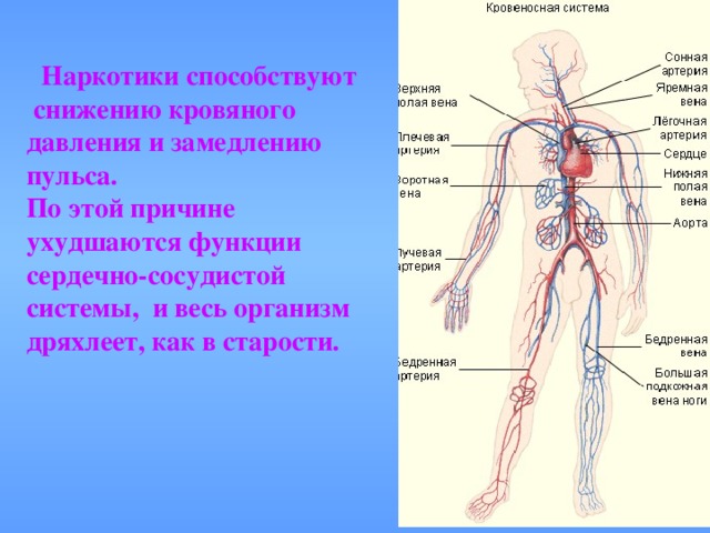 Наркотики способствуют снижению кровяного давления и замедлению пульса. По этой причине ухудшаются функции сердечно-сосудистой системы, и весь организм дряхлеет, как в старости.