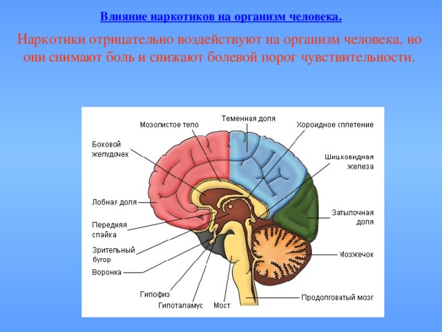 Влияние наркотиков на организм человека. Наркотики отрицательно воздействуют на организм человека, но они снимают боль и снижают болевой порог чувствительности.