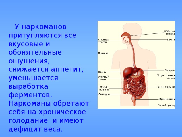 У наркоманов притупляются все вкусовые и обонятельные ощущения, снижается аппетит, уменьшается выработка ферментов. Наркоманы обретают себя на хроническое голодание и имеют дефицит веса.