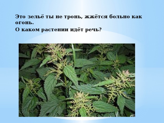 Это зельё ты не тронь, жжётся больно как огонь. О каком растении идёт речь?