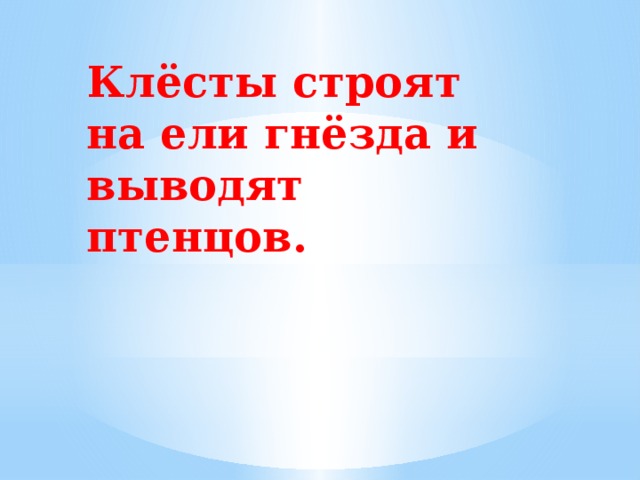 Клёсты строят на ели гнёзда и выводят птенцов.