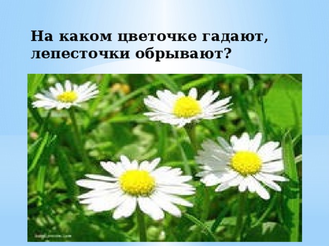 На каком цветочке гадают, лепесточки обрывают?