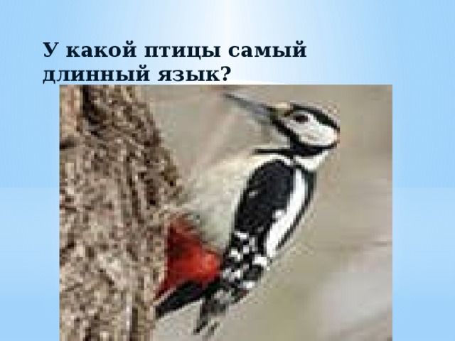 У какой птицы самый длинный язык?