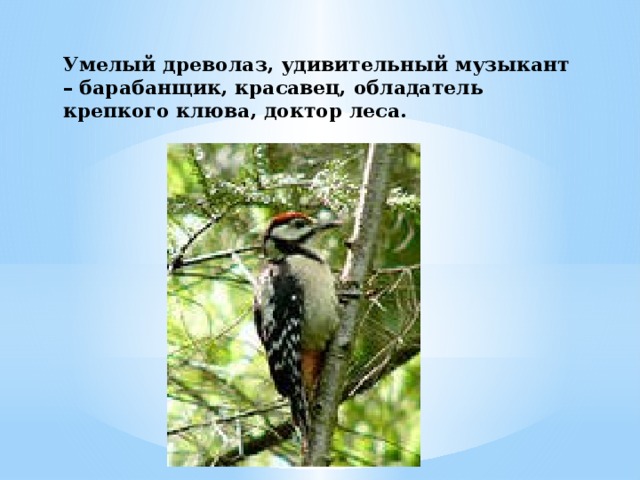 Умелый древолаз, удивительный музыкант – барабанщик, красавец, обладатель крепкого клюва, доктор леса.