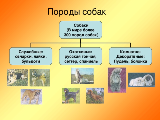 Породы собак  Собаки (В мире более  300 пород собак) Служебные: овчарки, лайки, бульдоги Охотничьи: русская гончая,  сеттер, спаниель   Комнатно- Декоратвные: Пудель, болонка