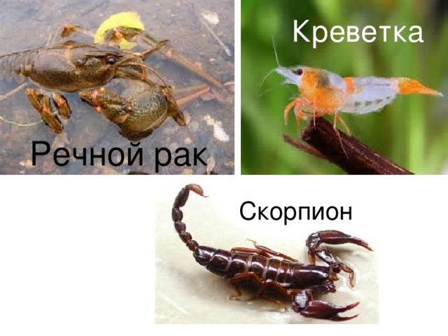 Креветка Речной рак Скорпион