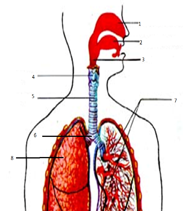 Легкие покрыты снаружи оболочкой. Дыхательная система 9 класс биология. Тест по биологии дыхательная система. 2.Определите, чьи органы дыхания изображены на рисунках?.